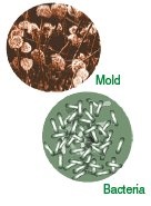 Basement mold causes allergies, mold, allergies, mildew, columbia, mo